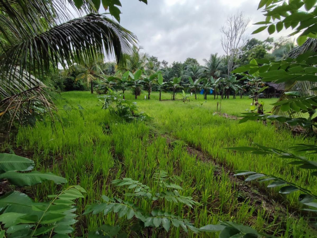 Sigiri Sandilu Homestay Sigiriya Eksteriør billede
